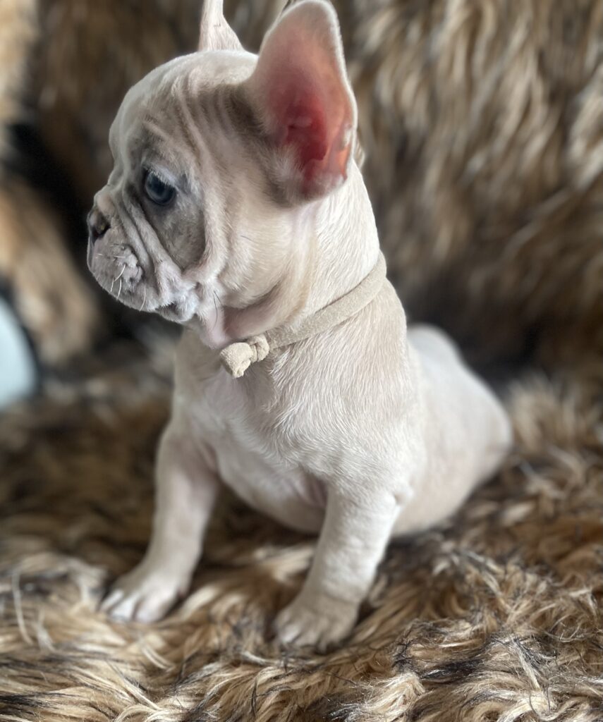 Ivory Lilac Fawn Merle French Bulldog Female-Reserved