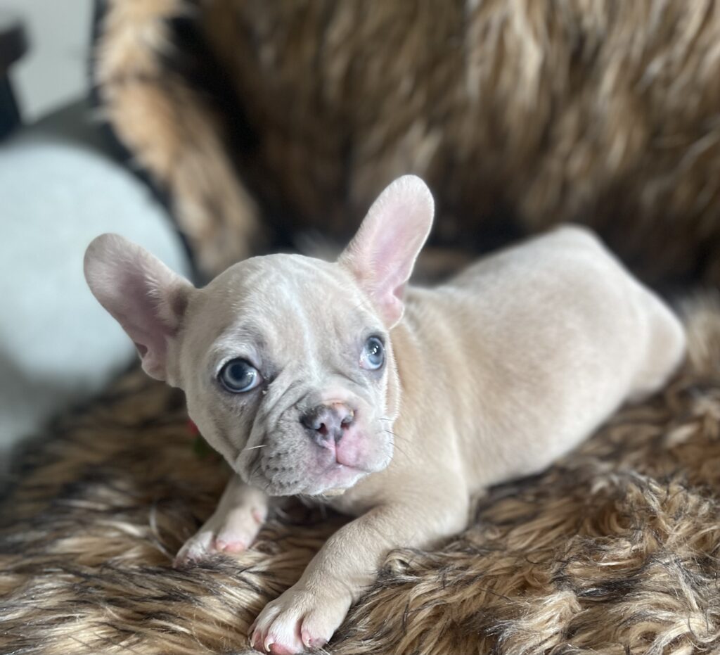 Ivory Lilac Fawn Merle French Bulldog Female-Reserved