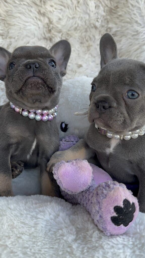 Vera | Blue & Tan French Bulldog Female | Born July 11th, 2023​