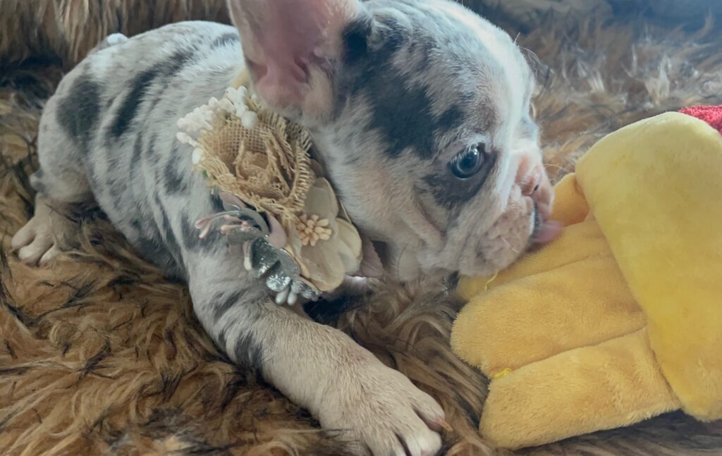 India Blue Merle French Bulldog Female
