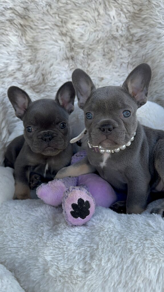 Vera | Blue & Tan French Bulldog Female | Born July 11th, 2023​