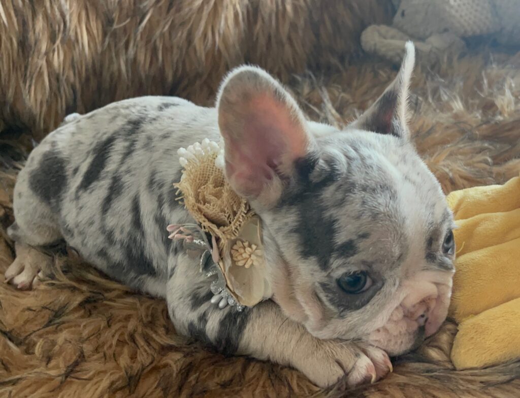 India Blue Merle French Bulldog Female