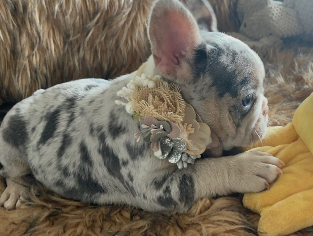 India Blue Merle French Bulldog Female