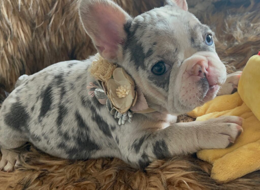 India Blue Merle French Bulldog Female