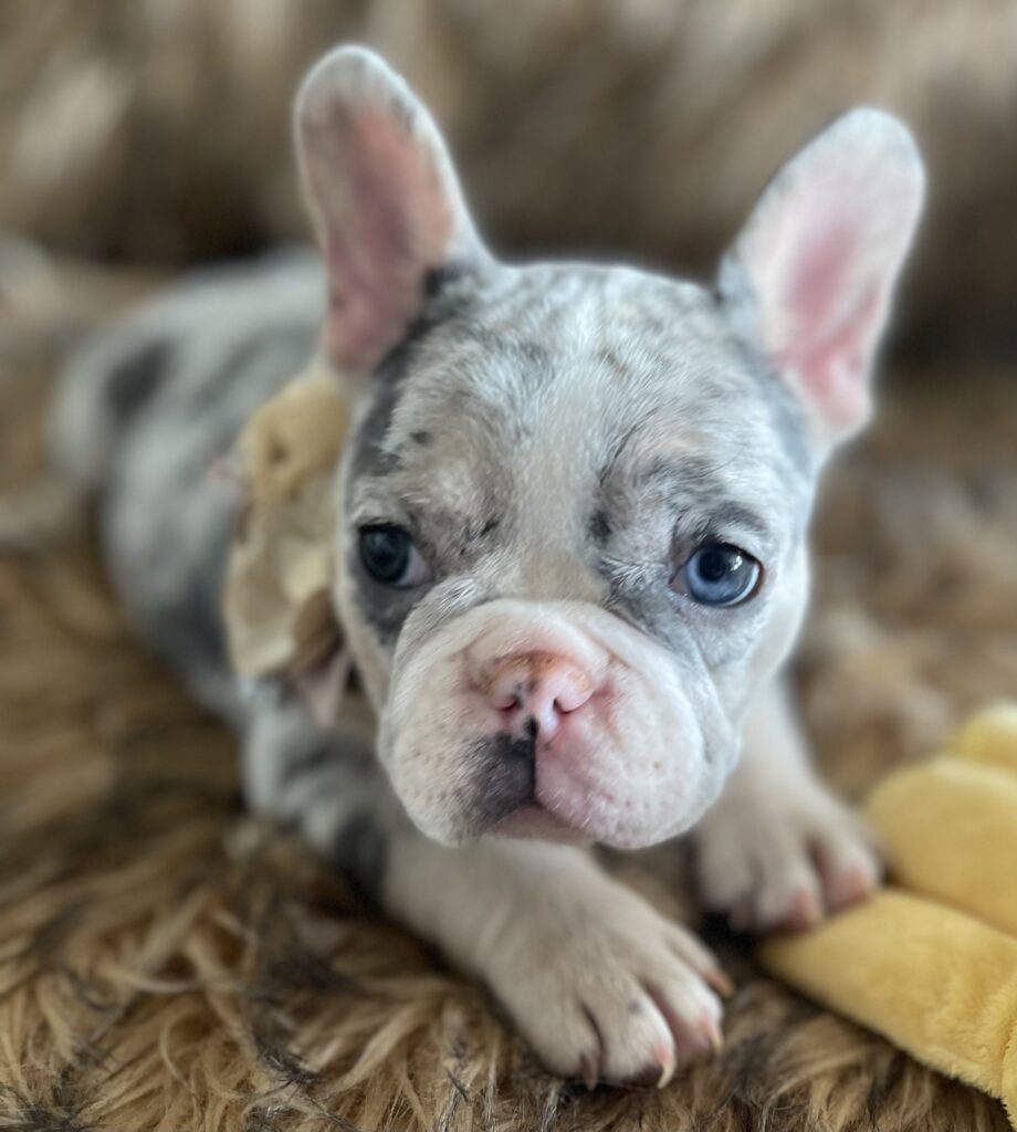 India Blue Merle French Bulldog Female