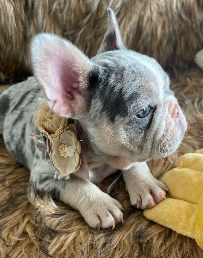 India Blue Merle French Bulldog Female