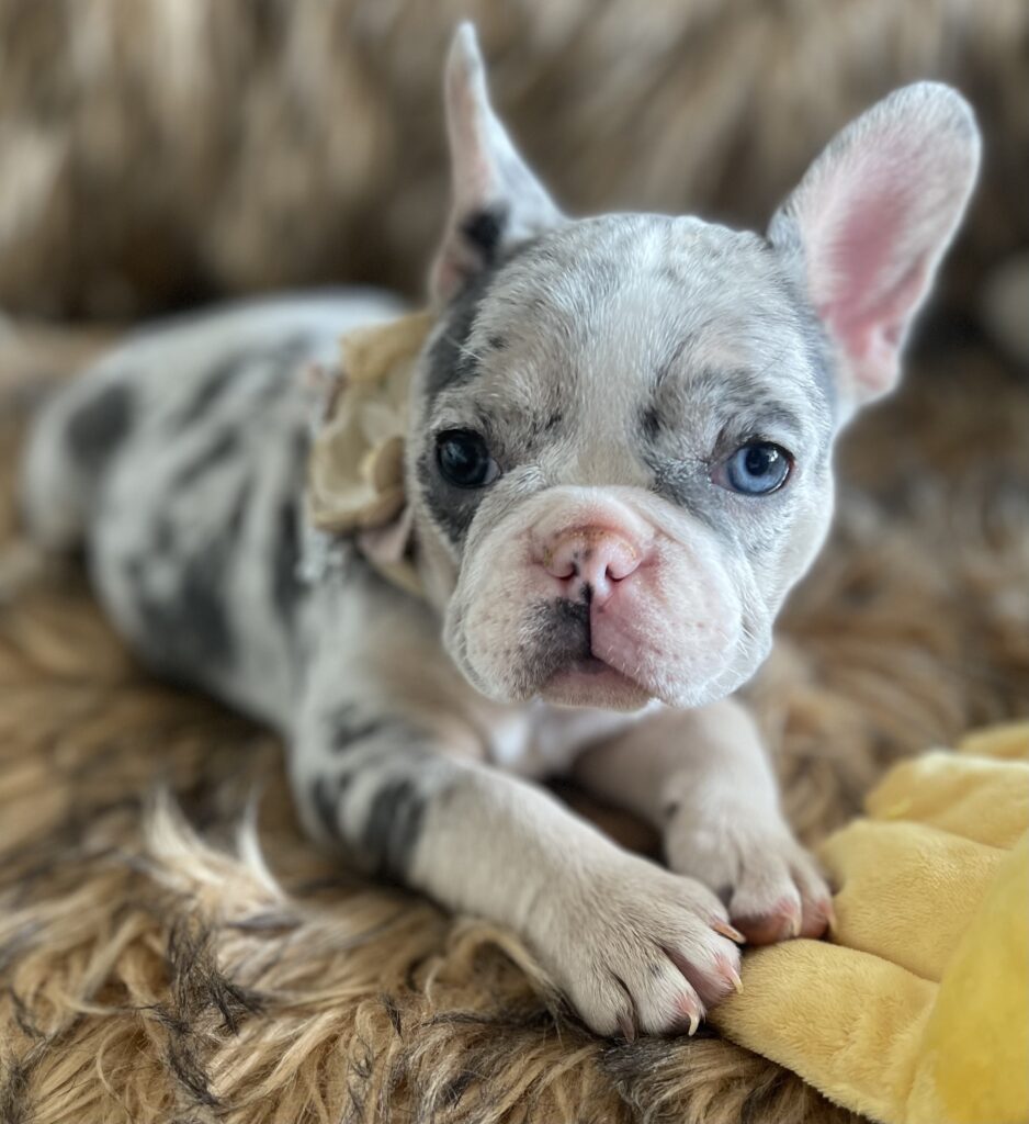 India Blue Merle French Bulldog Female
