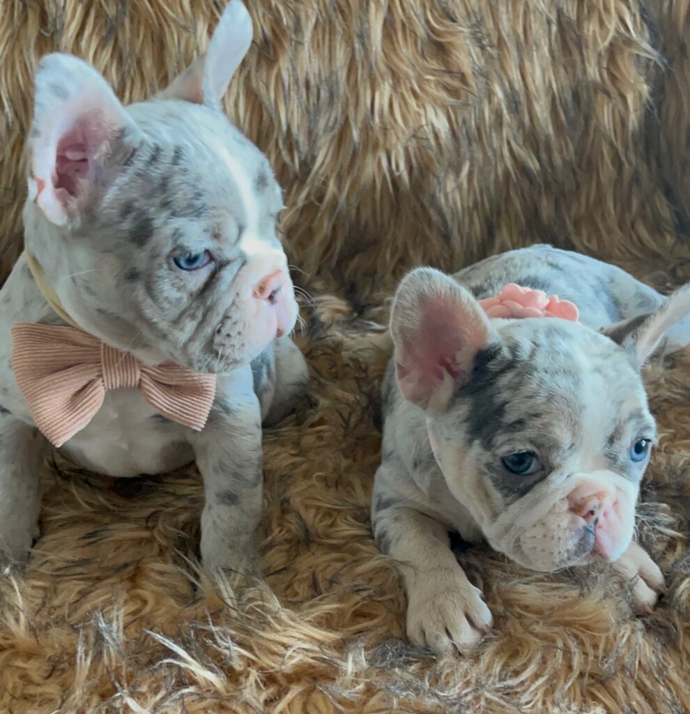 India Blue Merle French Bulldog Female