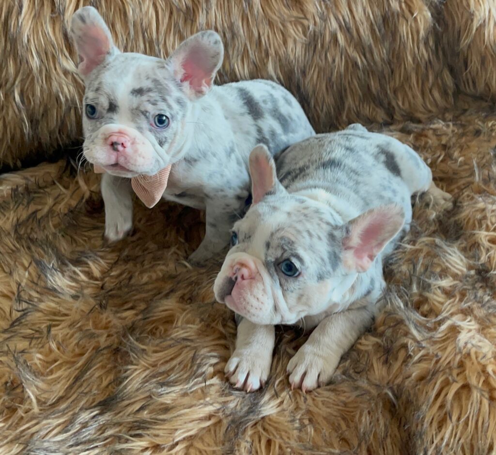 India Blue Merle French Bulldog Female