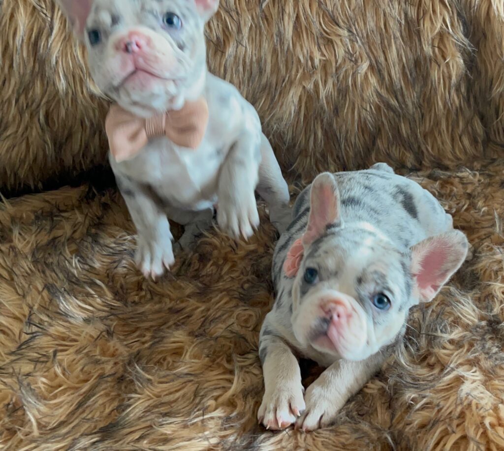 India Blue Merle French Bulldog Female