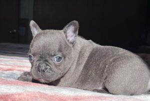 Jersey Blue French Bulldog Male | Born November 23rd, 2022