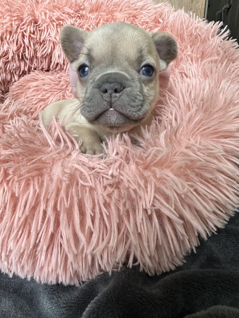 Lulu | Lilac Fawn French Bulldog Female | Born June 7th, 2023