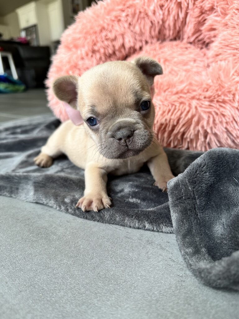 Lulu | Lilac Fawn French Bulldog Female | Born June 7th, 2023