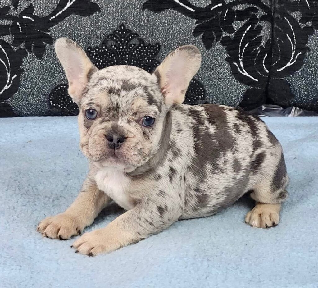 Parker Blue Merle Tan Points French Bulldog Male | Ready Feb 12, 2023