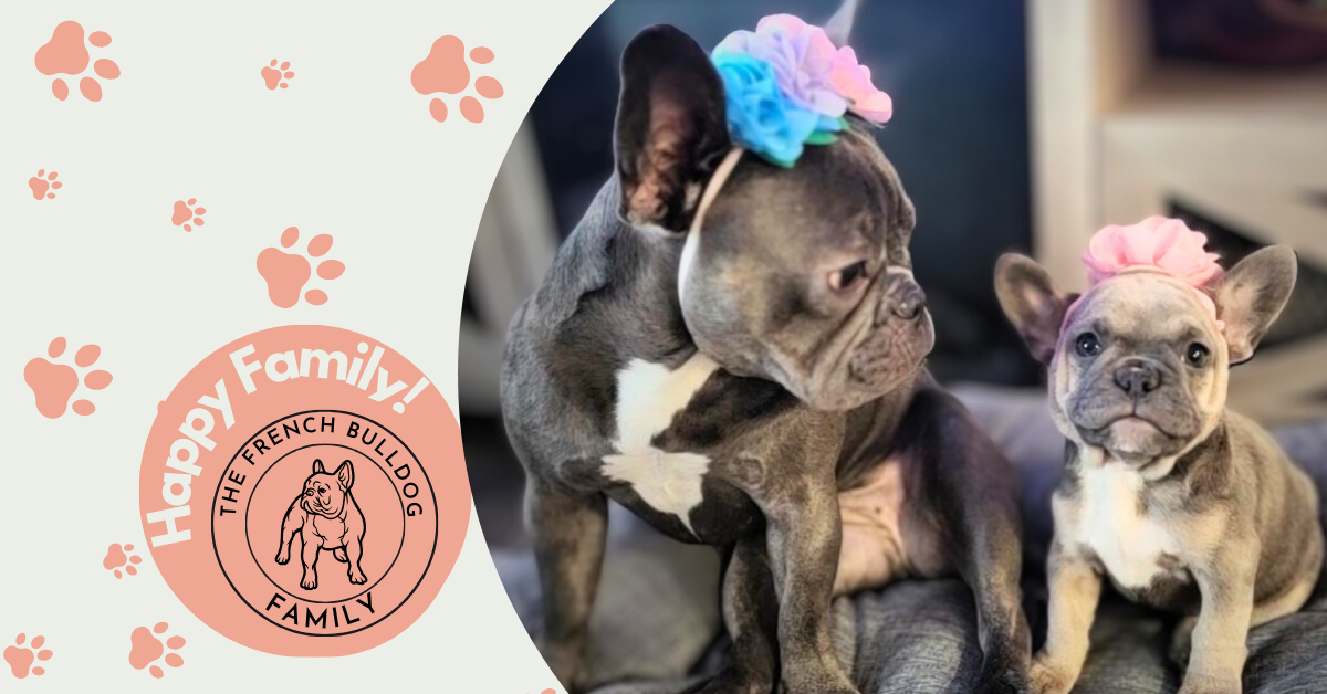 Emmy | Blue Sable French Bulldog Female | Adopted