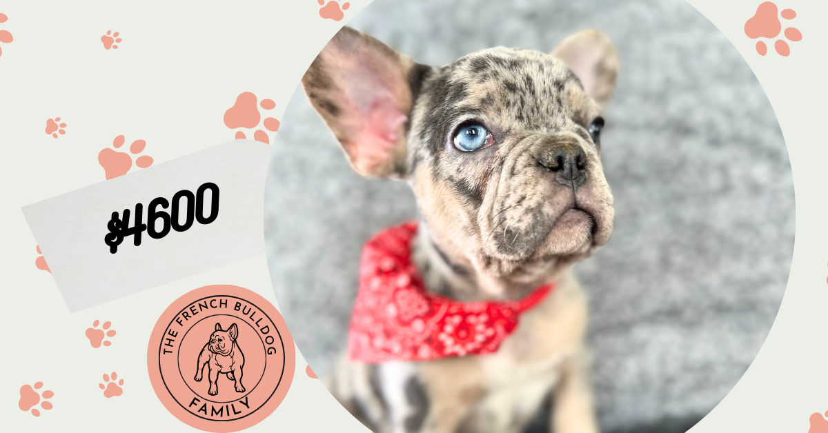 Rocky | Blue Merle & Tan French Bulldog Male | Mr. Adorable