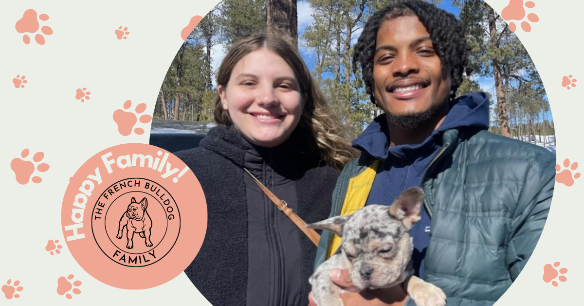 Parker Blue Merle Tan Points French Bulldog Male | Ready Feb 12, 2023