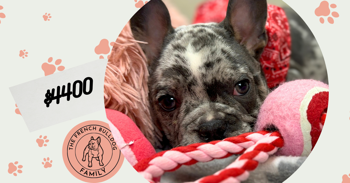 Urban | Blue Merle French Bulldog Male | The Remarkable