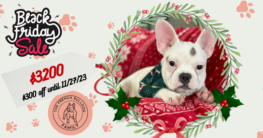Unique | Blue Pied French Bulldog Female | Available Now