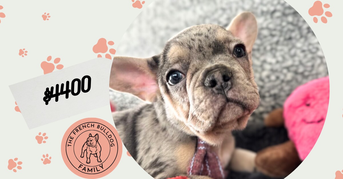Reggie | Blue Merle & Tan French Bulldog Male | The Cheerful One
