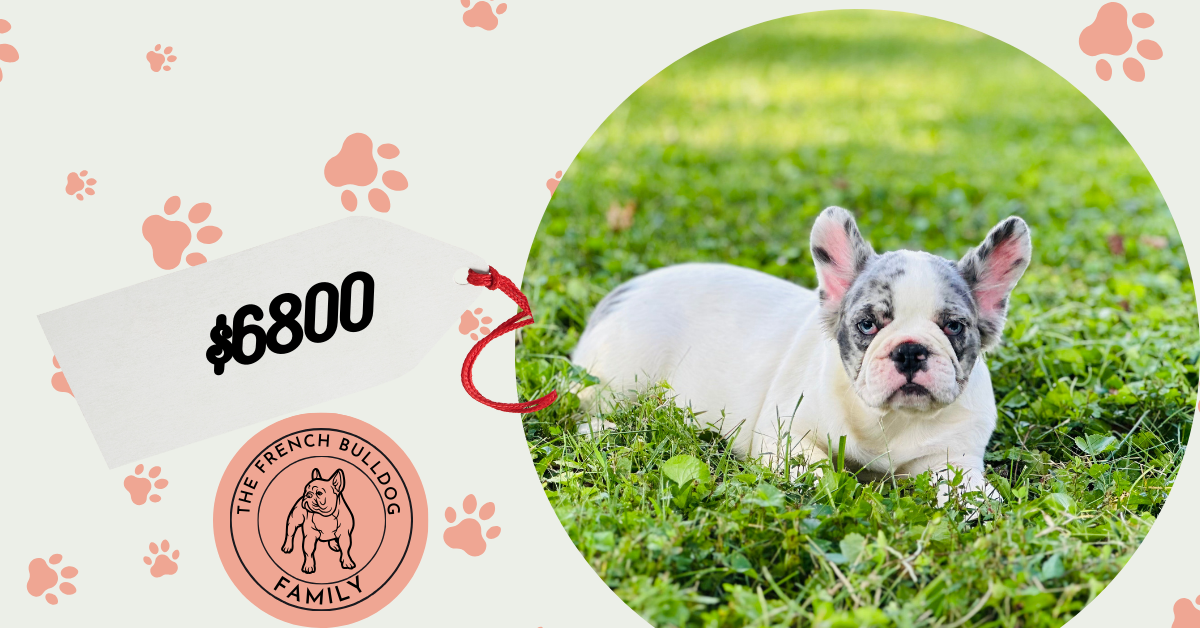 Chico | Blue Merle Pied French Bulldog Female | Born May 20th, 2023
