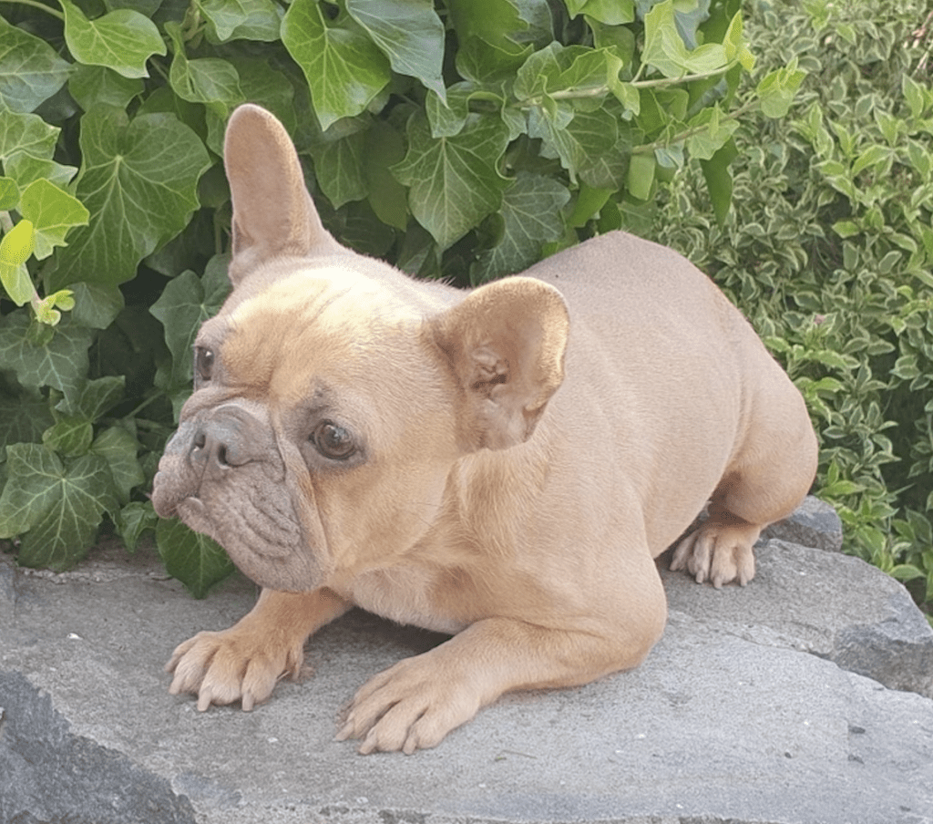 Parker Blue Merle Tan Points French Bulldog Male | Ready Feb 12, 2023