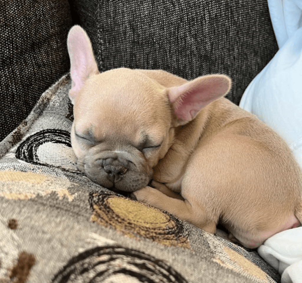 Baja Lilac Fawn Female French Bulldog | Born October 1, 2022