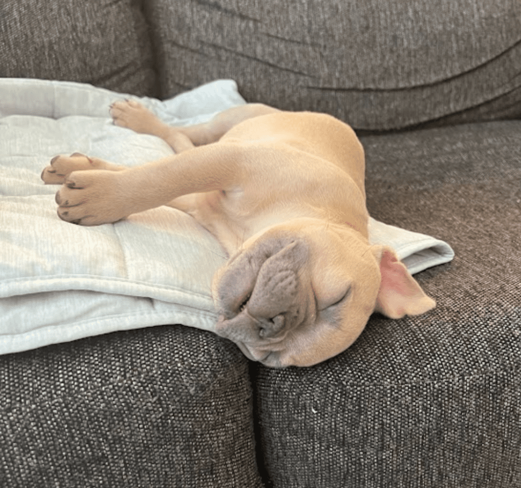 Baja Lilac Fawn Female French Bulldog | Born October 1, 2022