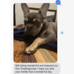 Cypress Lilac and Tan French Bulldog Male-The Snuggley