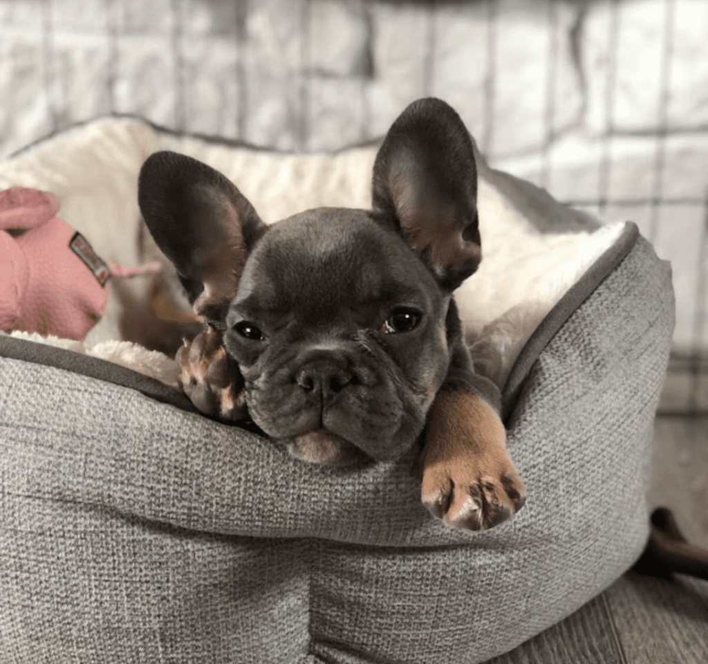 Eugene Blue and Tan French Bulldog Male | Born October 7th, 2022