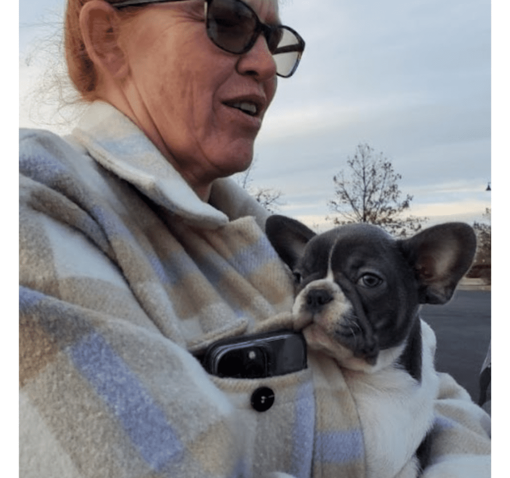 Hoss Blue Pied French Bulldog Male | Born October 9th, 2022
