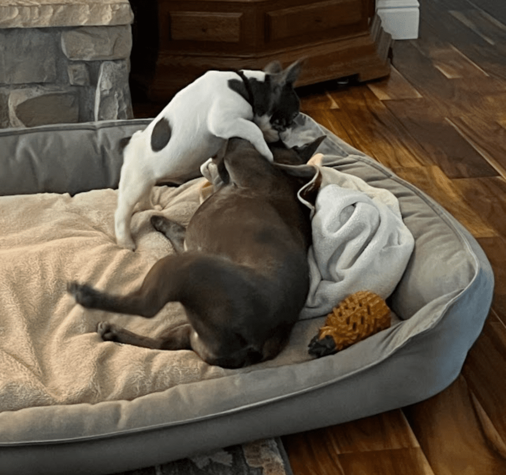 Hoss Blue Pied French Bulldog Male | Born October 9th, 2022