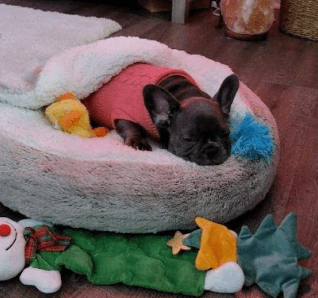 Erie Blue French Bulldog Female | Born October 7th, 2022