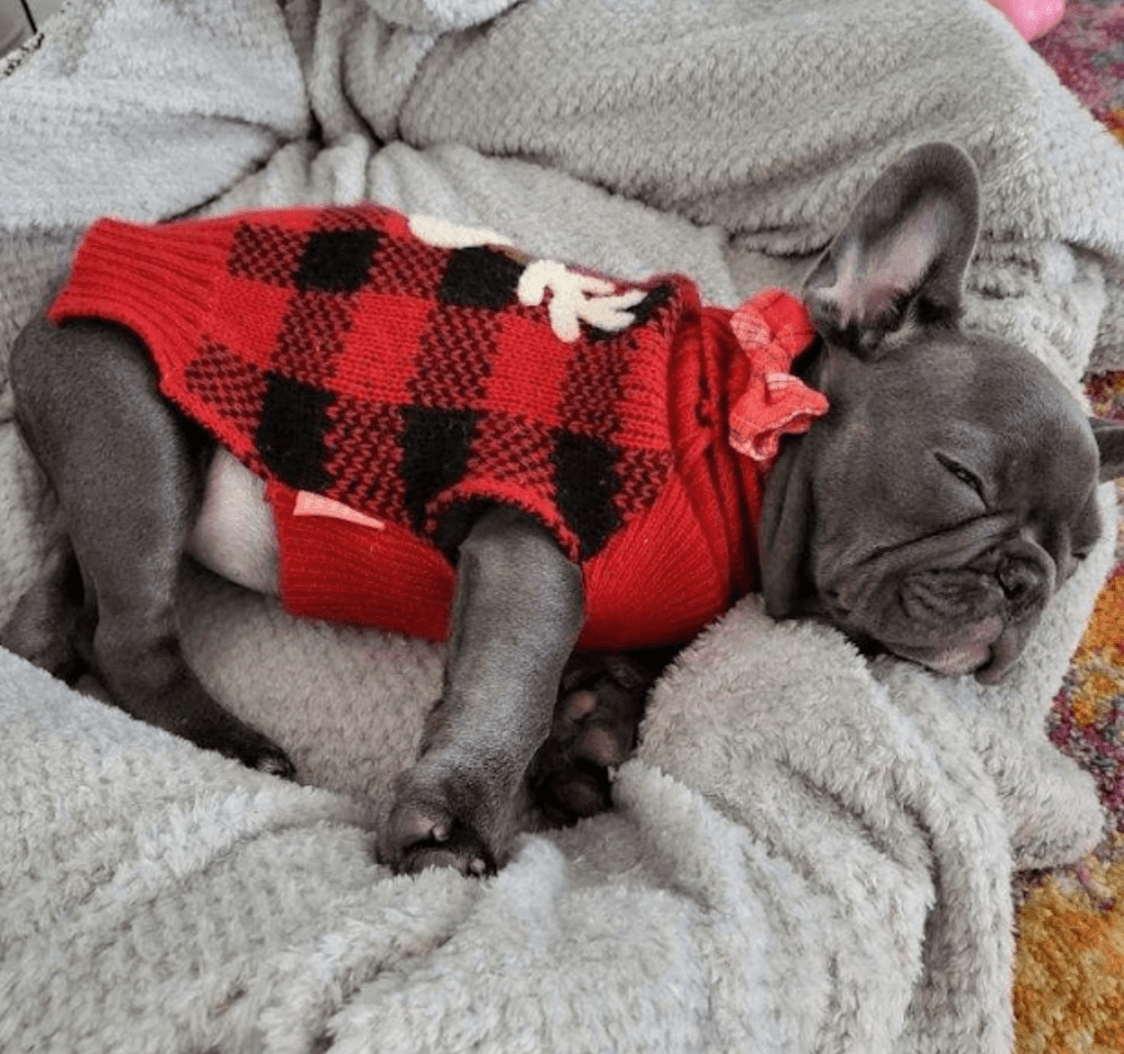 Erie Blue French Bulldog Female | Born October 7th, 2022