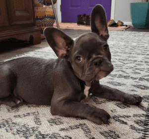 Erie Blue French Bulldog Female | Born October 7th, 2022