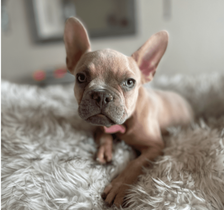 Brady | Lilac Fawn Male French Bulldog | Born 10/1/22
