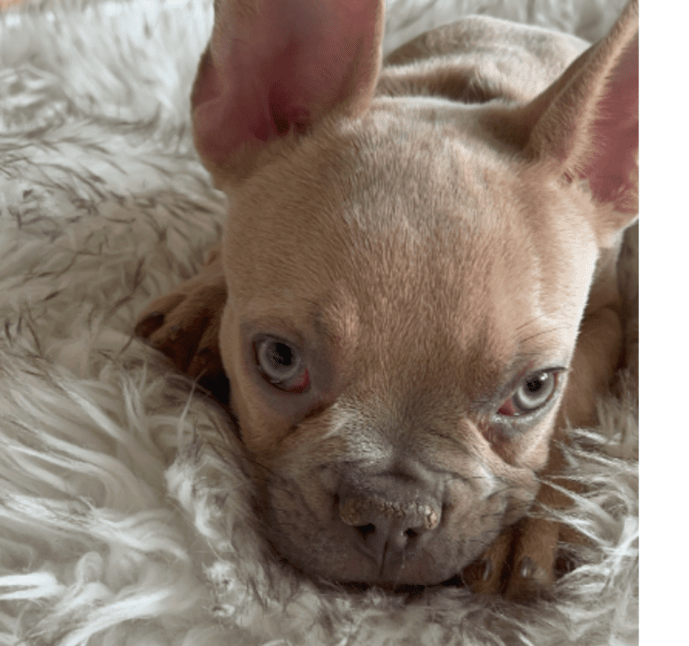 Brady | Lilac Fawn Male French Bulldog | Born 10/1/22