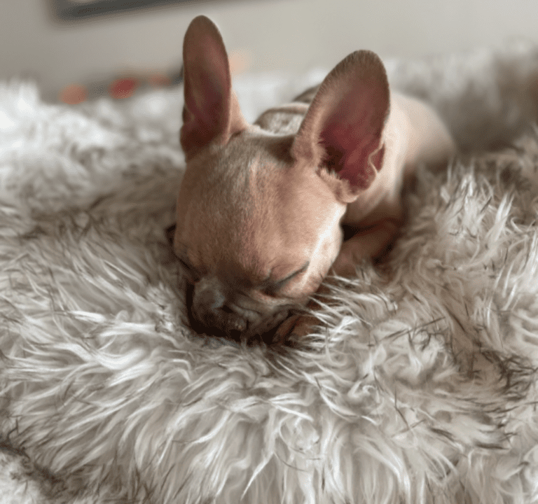 Brady | Lilac Fawn Male French Bulldog | Born 10/1/22