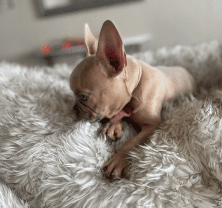 Brady | Lilac Fawn Male French Bulldog | Born 10/1/22
