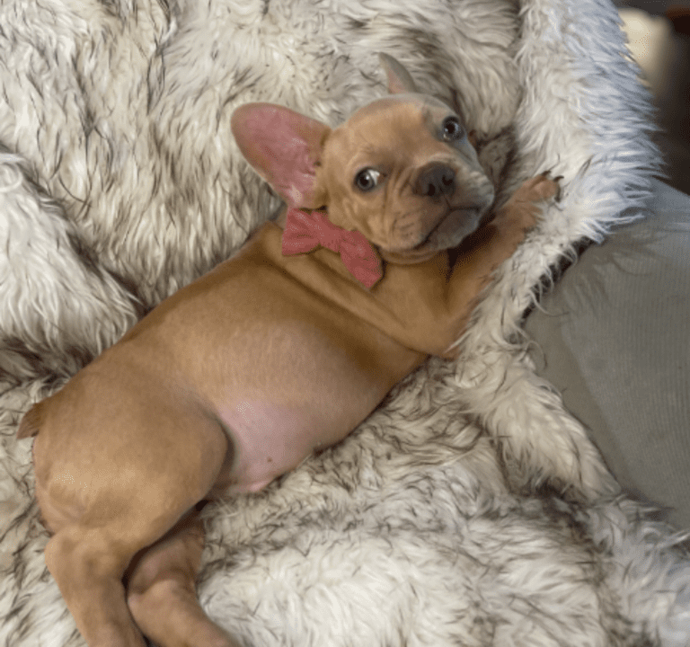 Brantley | Lilac Fawn Male French Bulldog | Born 10/1/22