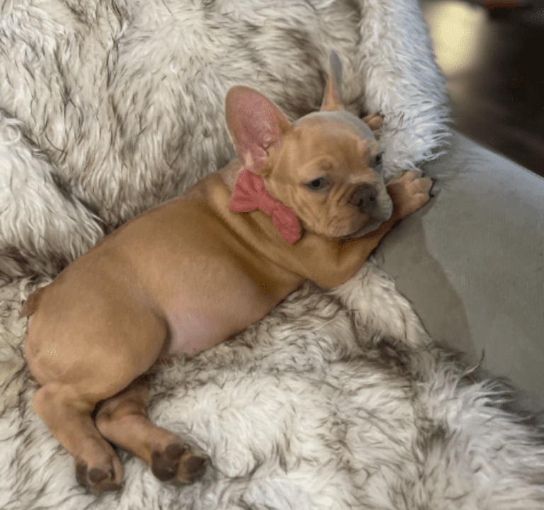 Brantley | Lilac Fawn Male French Bulldog | Born 10/1/22