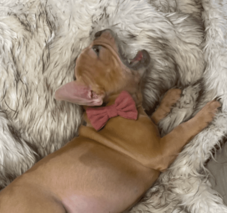 Brantley | Lilac Fawn Male French Bulldog | Born 10/1/22