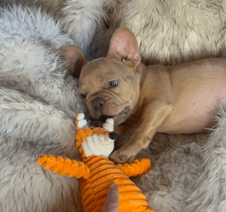 Brantley | Lilac Fawn Male French Bulldog | Born 10/1/22