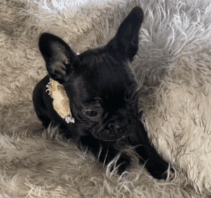 Jasmine Black French Bulldog Female | Born November 23rd, 2022