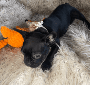 Jasmine Black French Bulldog Female | Born November 23rd, 2022