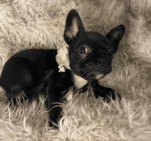 Jasmine Black French Bulldog Female | Born November 23rd, 2022