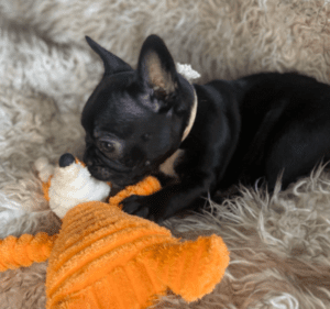 Jasmine Black French Bulldog Female | Born November 23rd, 2022