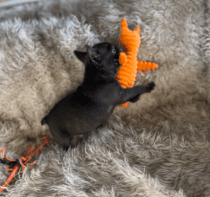 Jersey Blue French Bulldog Male | Born November 23rd, 2022