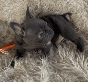 Jersey Blue French Bulldog Male | Born November 23rd, 2022