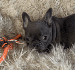 Jersey Blue French Bulldog Male | Born November 23rd, 2022